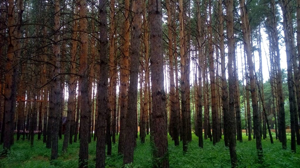 Хранители леса считают время веками 