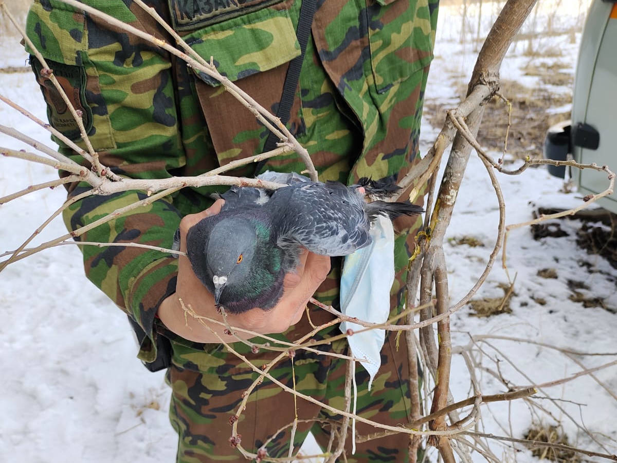 Голубь в маске, или невероятные истории спасения — Рудный Алтай