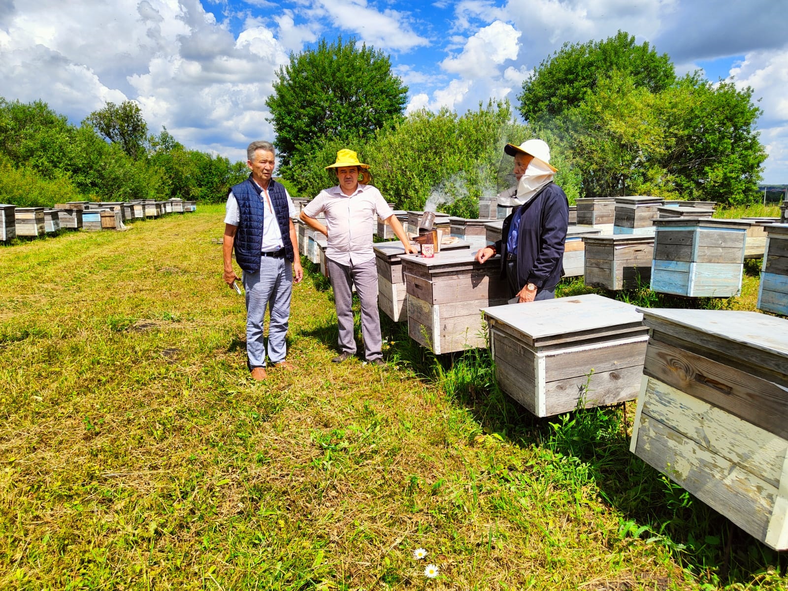 Лучшие пчёлы для местных пасек